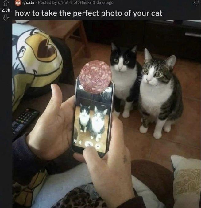 Image showing two cats sitting next to each other, looking up expectantly at their human.  In the foreground are their human's hands, holding a phone with a slice of salami stuck to the top of their phone, taking a photo.  Caption reads: "how to take a photo of your cat"