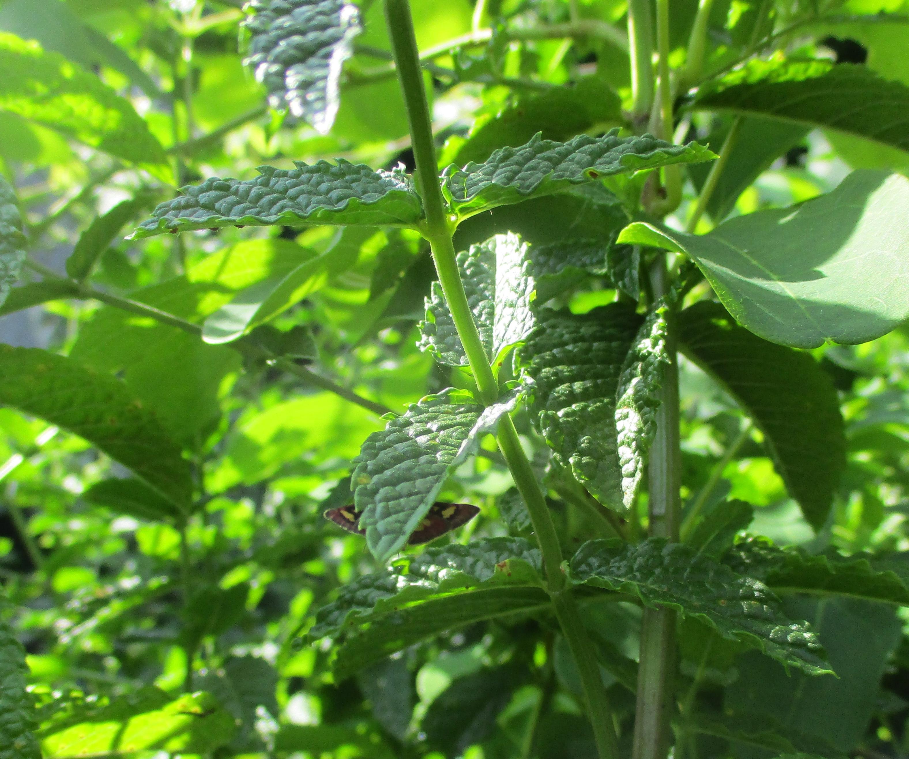 Picture of a tiny butterfly hiding amongst the mint.  Its wings are visible either side of a leaf.