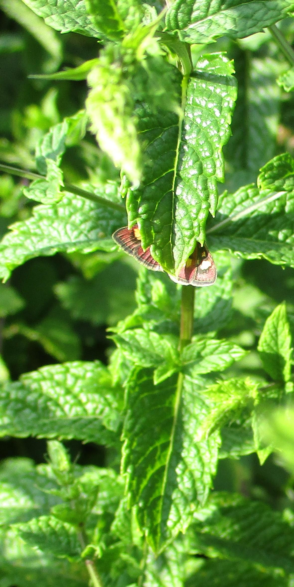 A closer version of the tiny butterfly munching away in my mint plant.