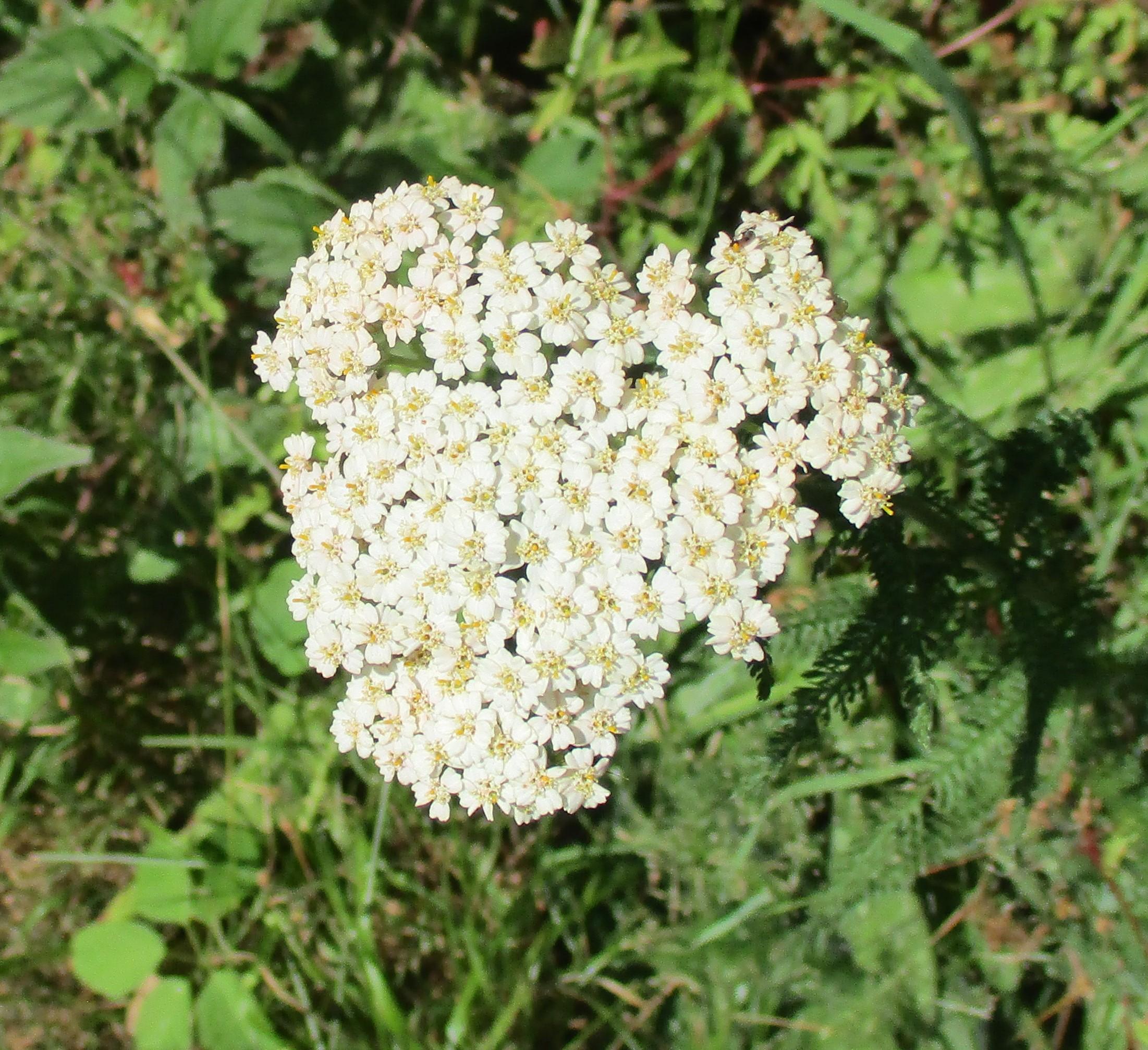 Close up of a head of white yarrow.