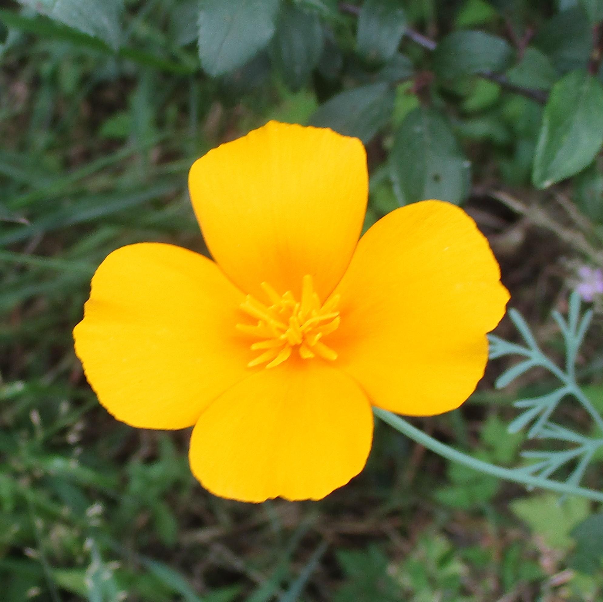 Close up of a single California poppy bloom.  Four egg-yolk yellow petals with a deeper, orangy centre.  The evil blackthorn is in the background.
