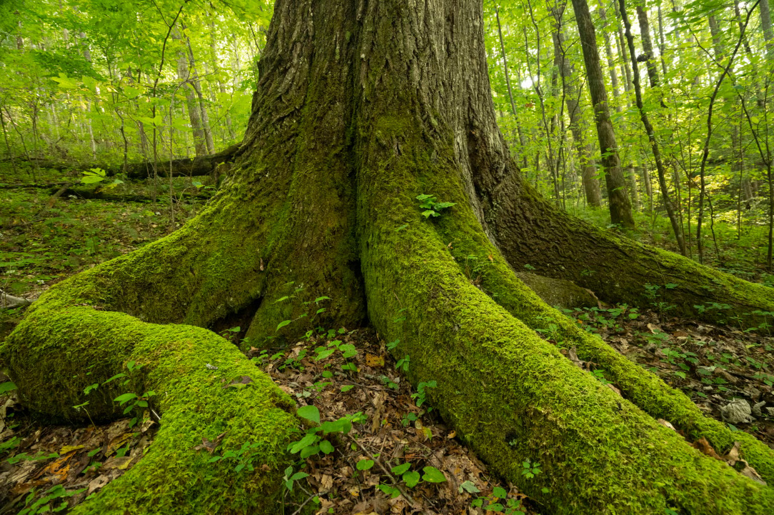 Close up image of the bottom of an old tree in Chattahoochee-Oconee National Forest in northern Georgia, with its thick moss-covered roots snaking across the forest floor.  Stands of younger trees in the background.
