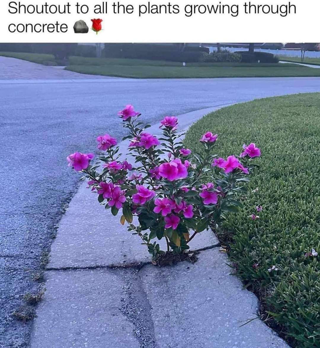 Picture of a road next to some grass, with a dark pink flowered plant growing in a crack.  Caption reads:

Shoutout to all the plants growing through concrete