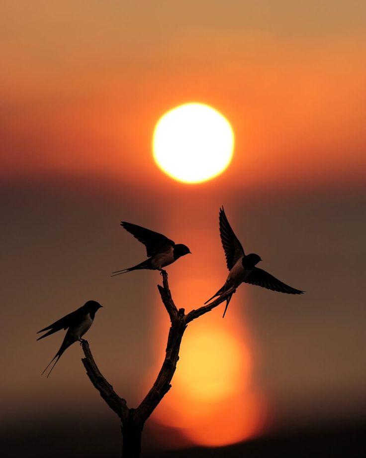 Three swallows perched on the branches of a bare tree, silhouetted against a deep orange and yellow sunset